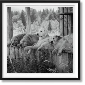 Bruce Weber. The Golden Retriever Photographic Society. Art Edition No. 1–100 ‘Little Bear Ranch, Montana, 1996’